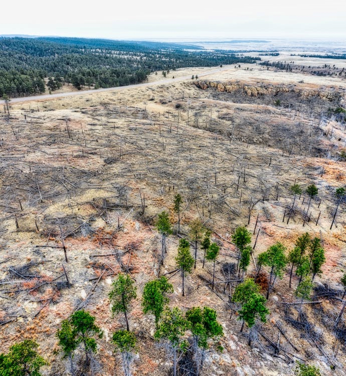Regulamento da UE relativo à desflorestação: análise das últimas interpretações e actualizações