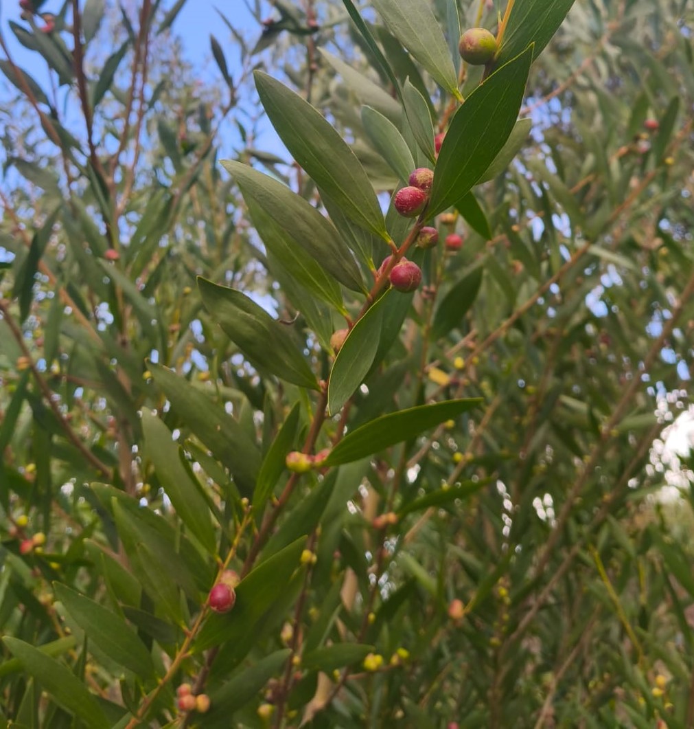 Instruções para libertar a Trichilogaster acaciaelongifoliae (“Trichi”)