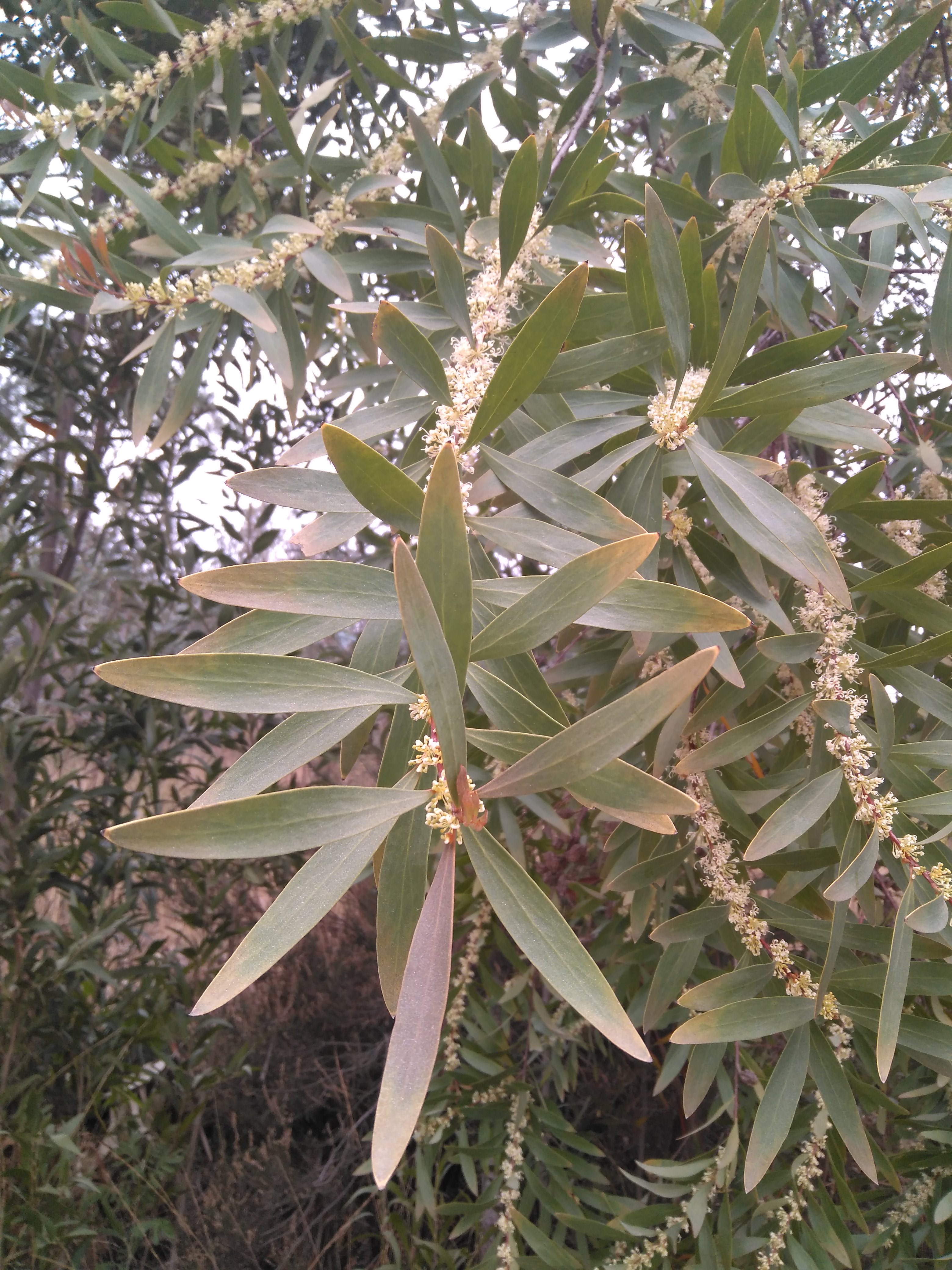 Invasora háquea-folhas-de-salgueiro