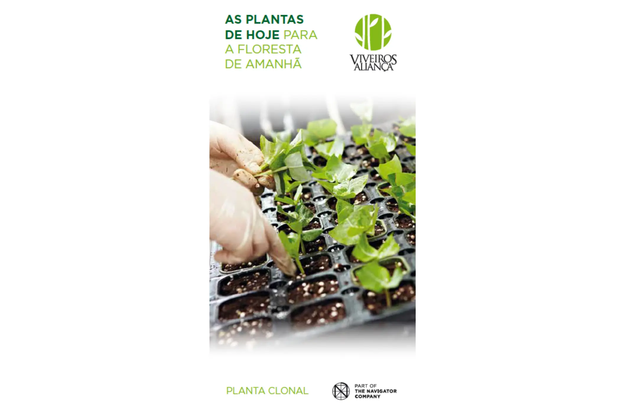 As plantas de hoje para a floresta de amanhã: Planta Clonal