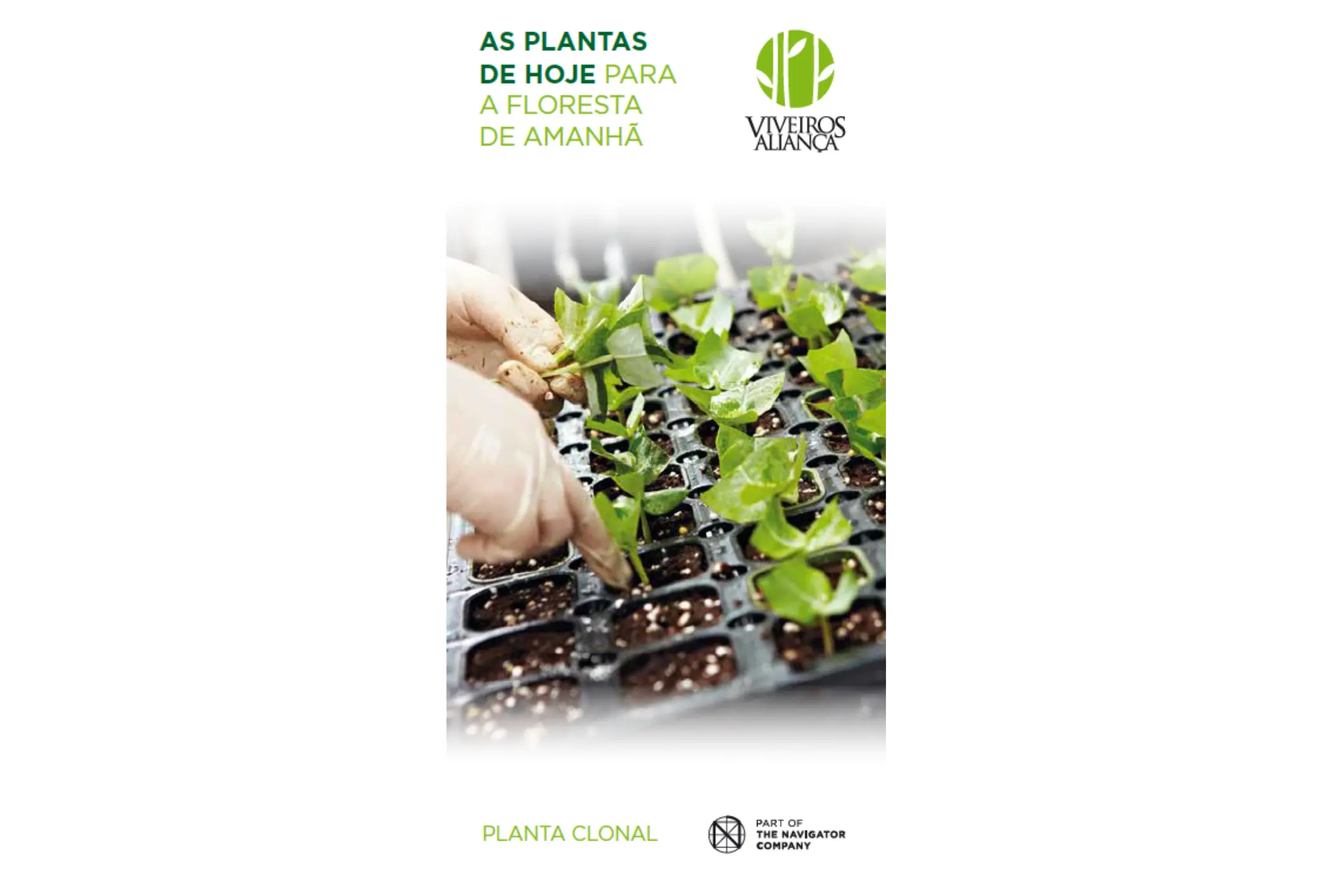 As plantas de hoje para a floresta de amanh&atilde;: Planta Clonal