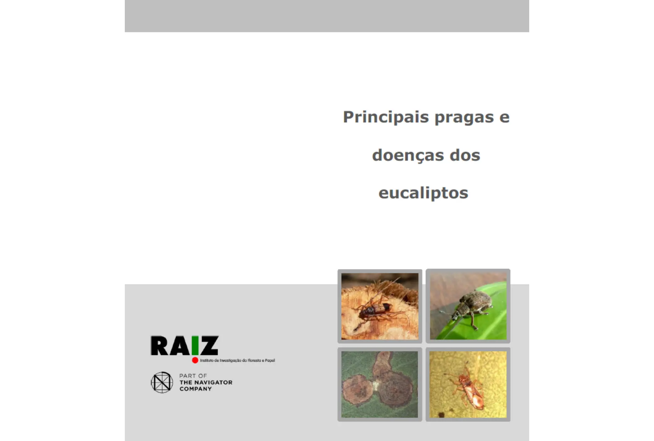 Principais pragas e doenças dos eucaliptos