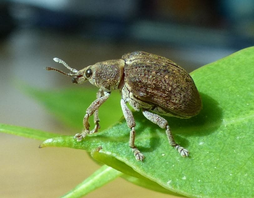 Gorgulho do Eucalipto: Identifica&ccedil;&atilde;o, Impactos e Estrat&eacute;gias de Controlo