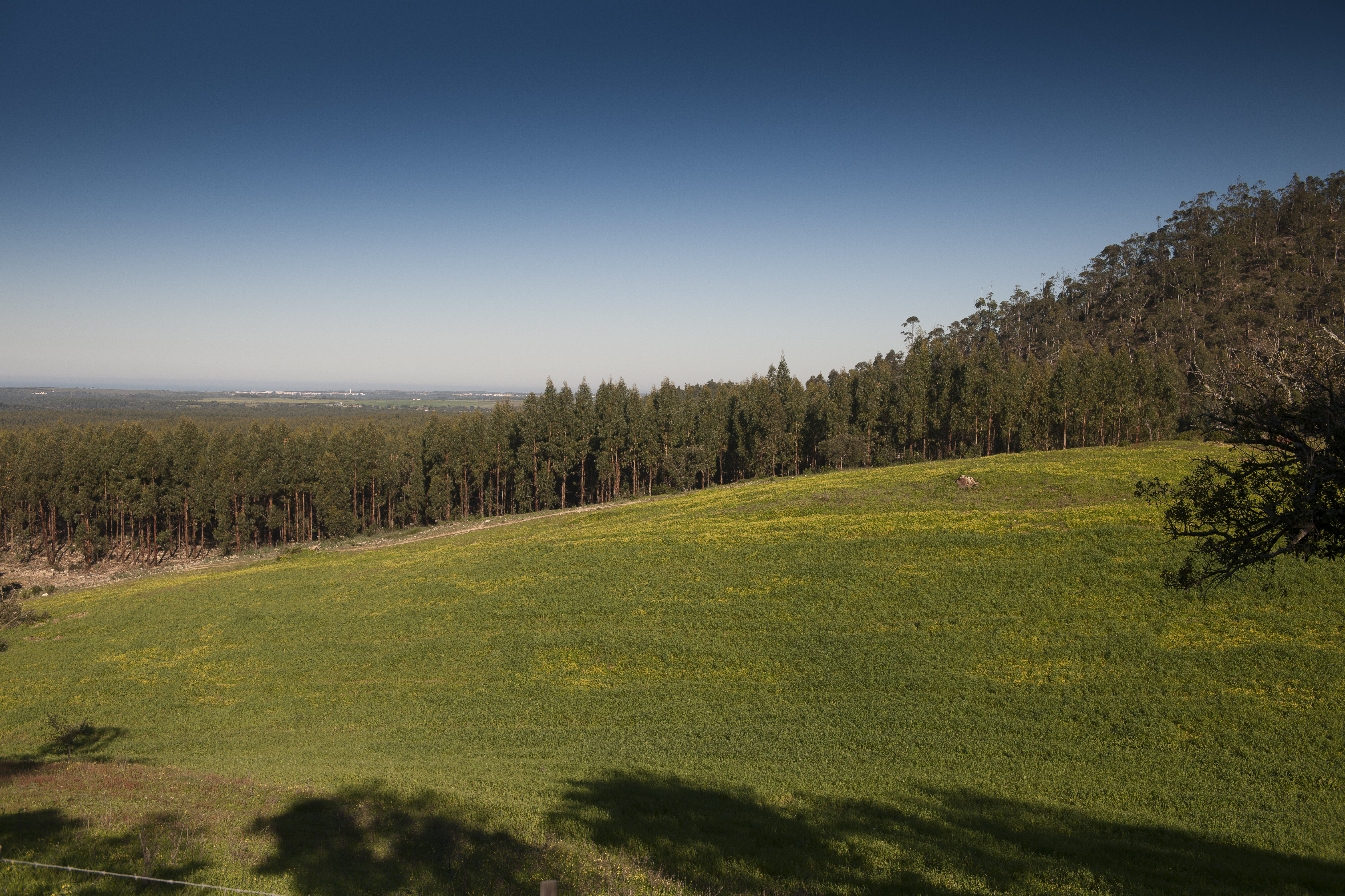 Clube Produtores Florestais alia-se a John Deere, Hitachi, Komatsu e Vicort para acelerar a modernização florestal