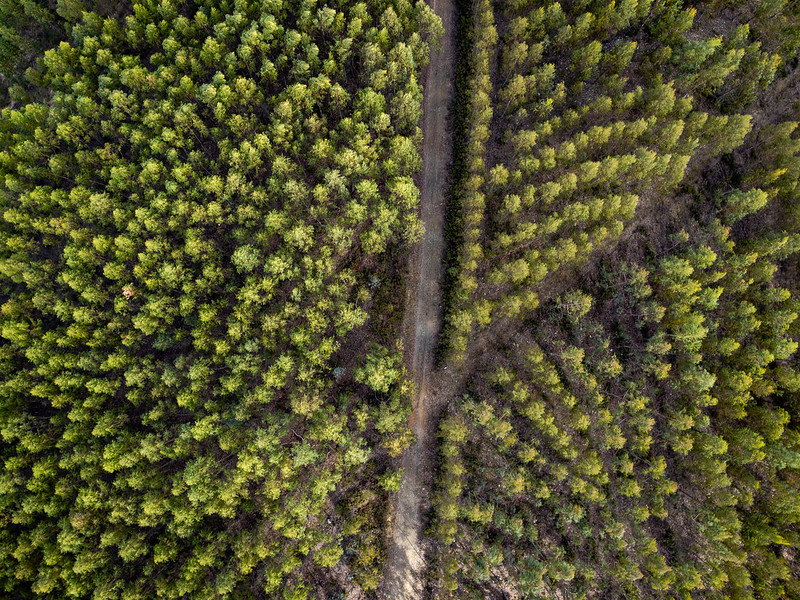 Candidaturas Tipologia C.3.1.1 | Setor Florestal - Modernização