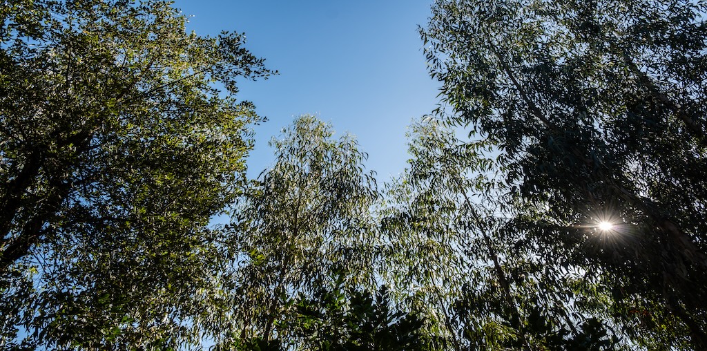 Fixação de carbono na floresta e nos produtos