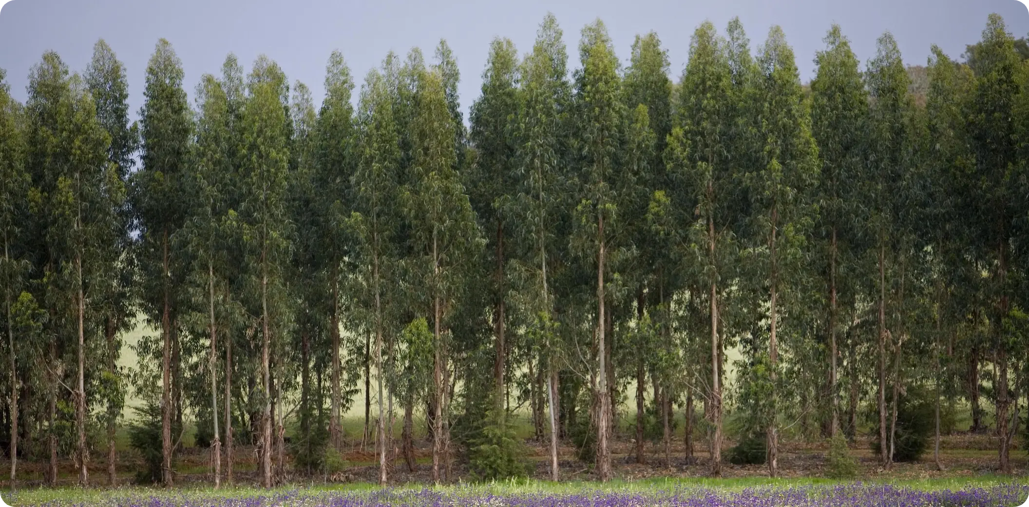 Arrendamento de Terrenos Florestais em Portugal