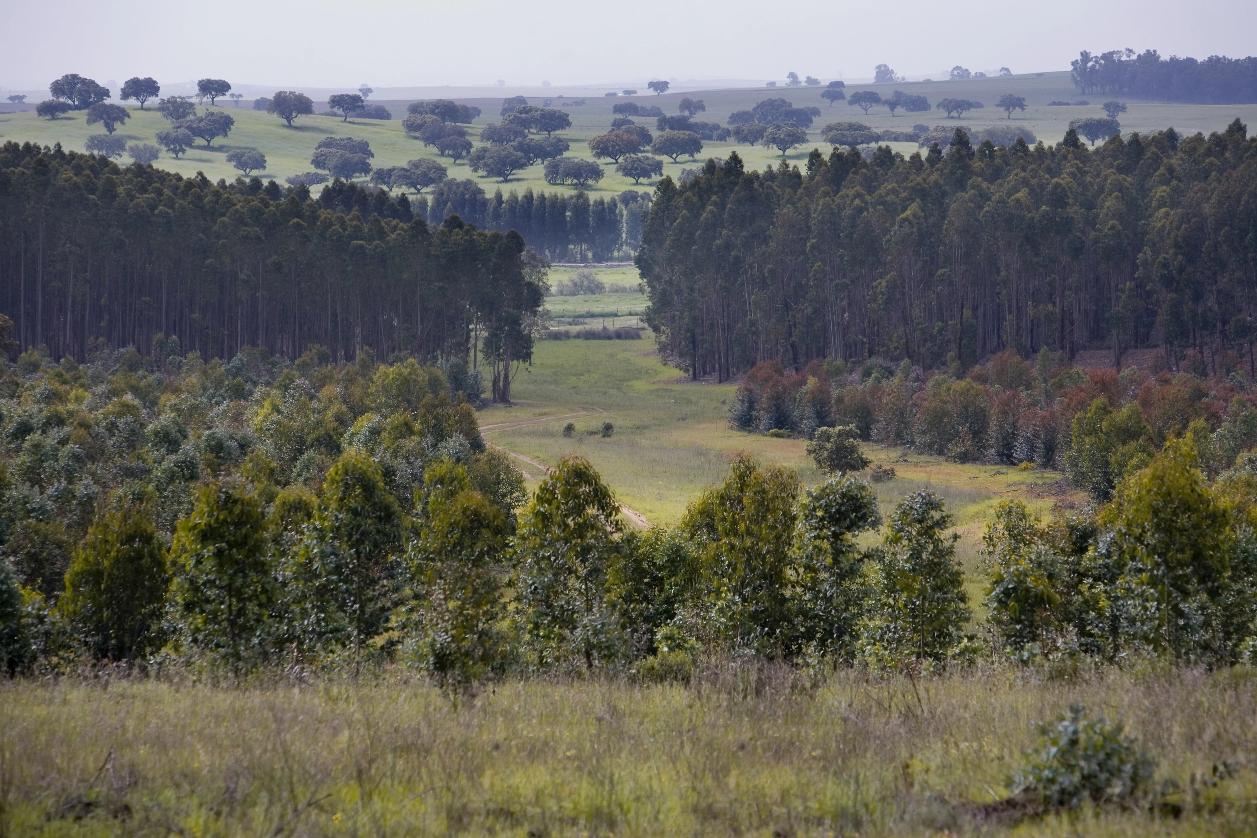 Clube Produtores Florestais Navigator Apresenta Novo Site