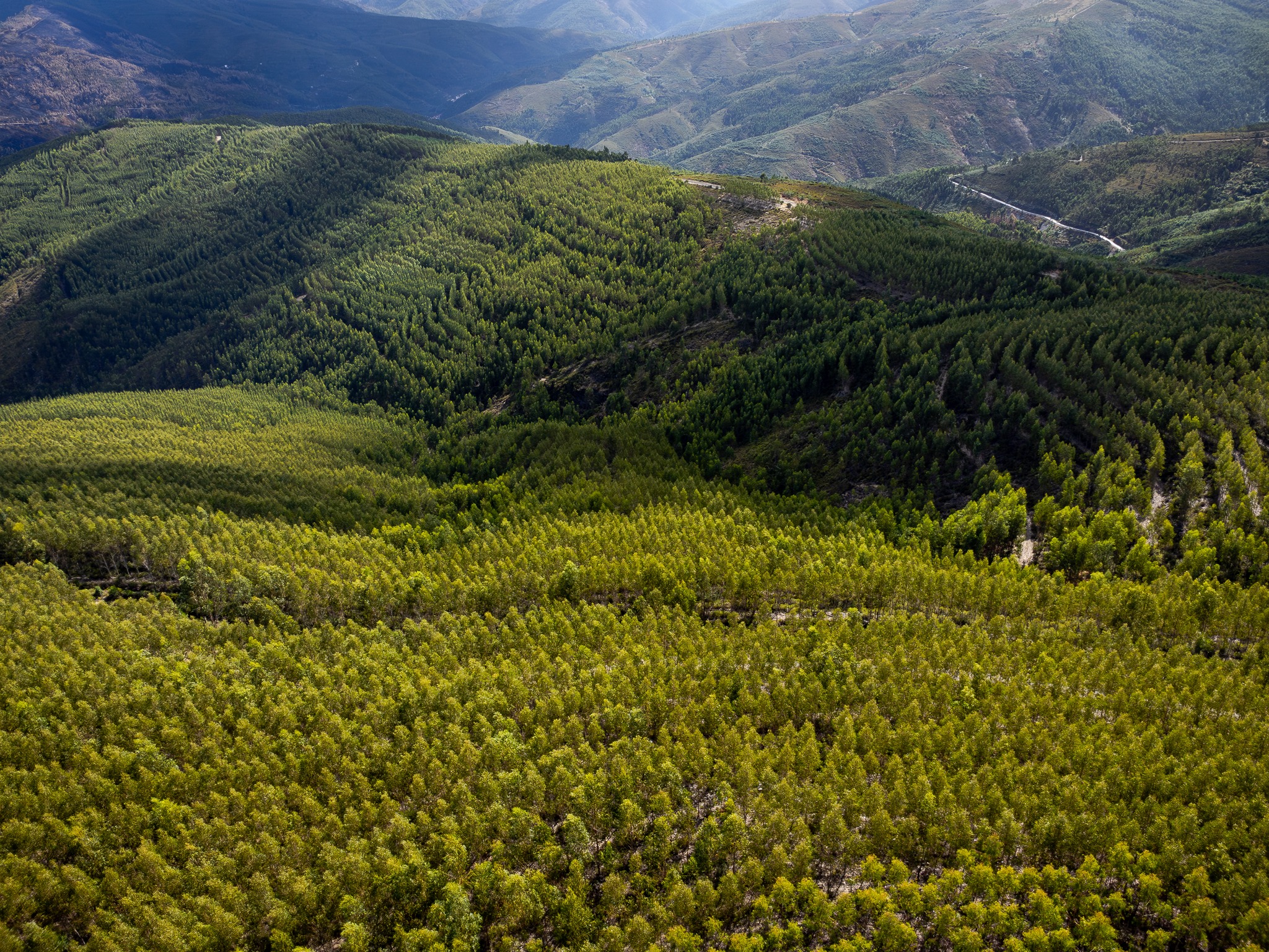 Compra de Madeira e Arrendamento Florestal: Solu&ccedil;&otilde;es para Propriet&aacute;rios e Fornecedores