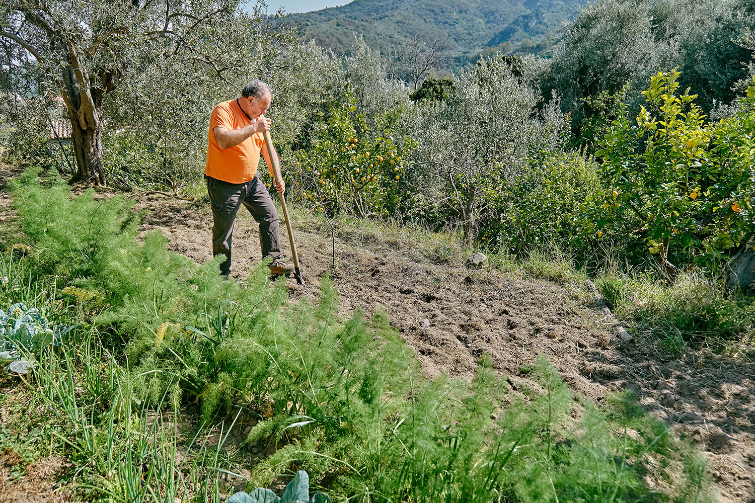 Floresta Ativa: novo programa de apoio à gestão florestal