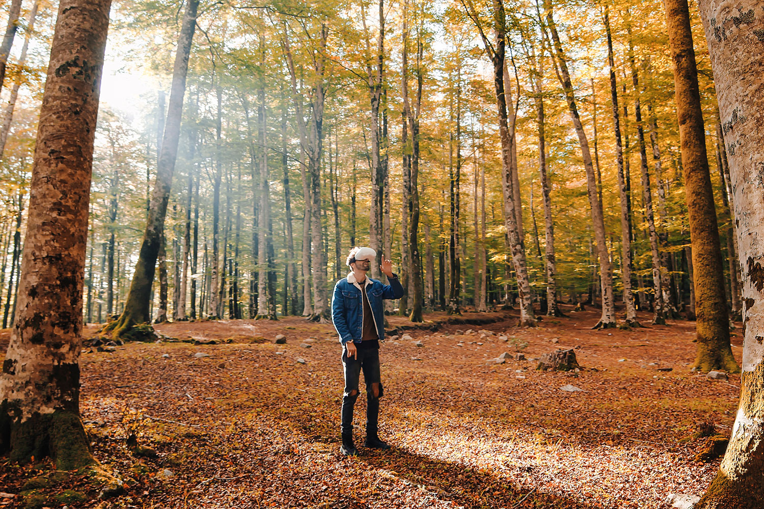HoloFlora: realidade mista ao serviço da biodiversidade florestal