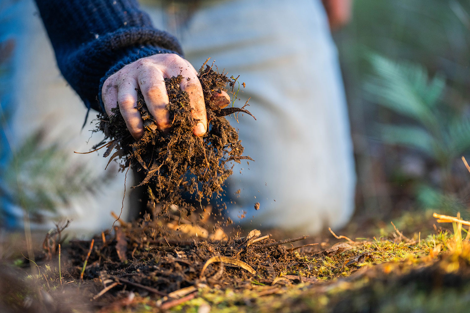 Degradação do solo afeta biodiversidade global, reforça estudo