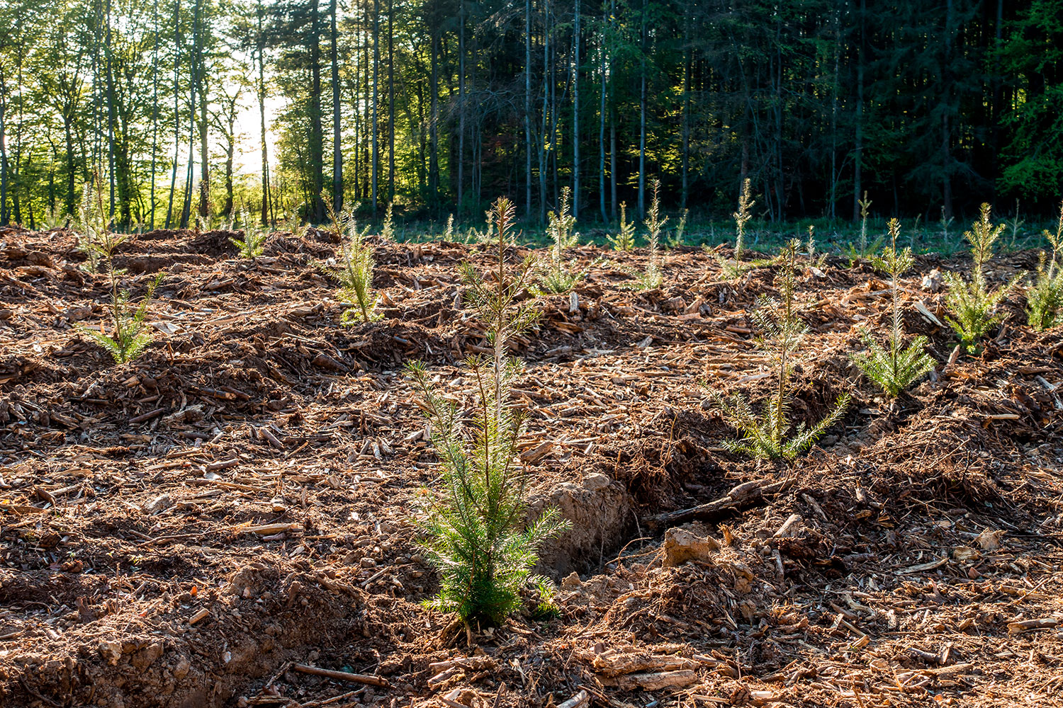 Programa Floresta Comum oferece 110 mil plantas para ações de arborização