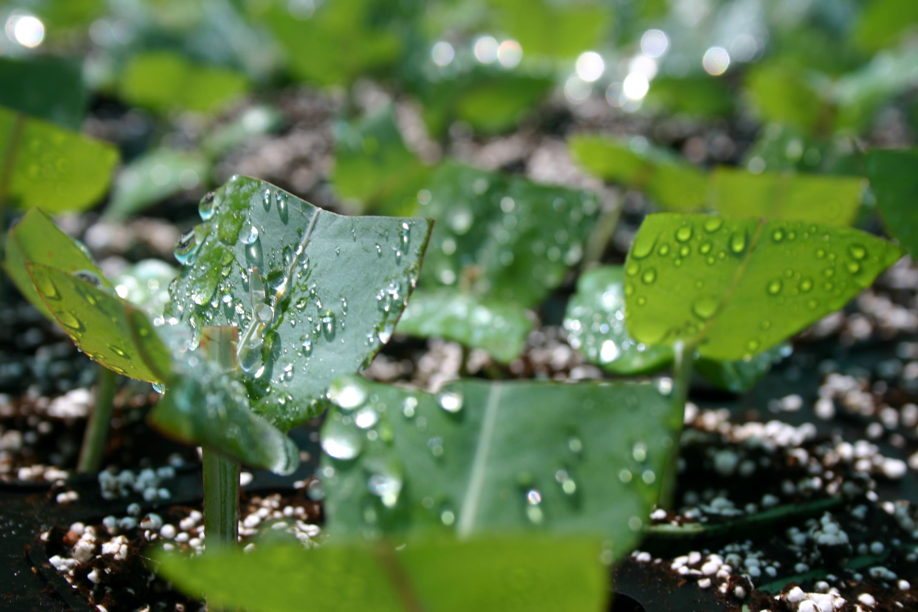 Encomenda de planta | primavera 26