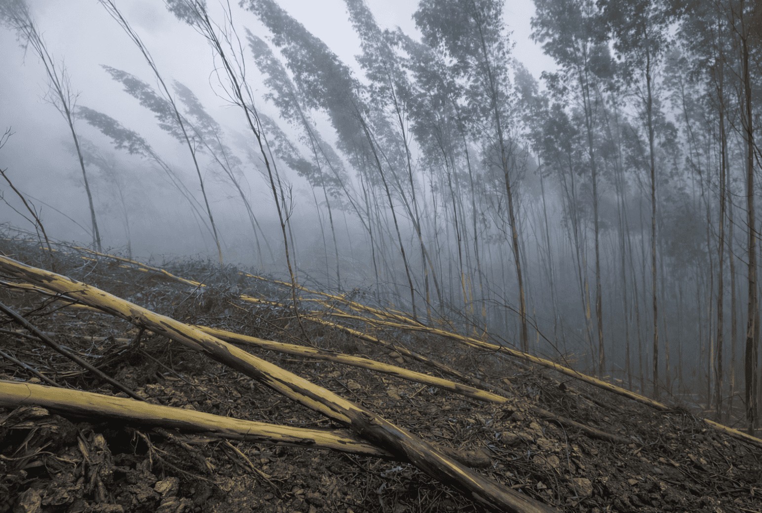 Navigator apoia produtores florestais afetados pela Kristin com soluções de financiamento e oferta de plantas