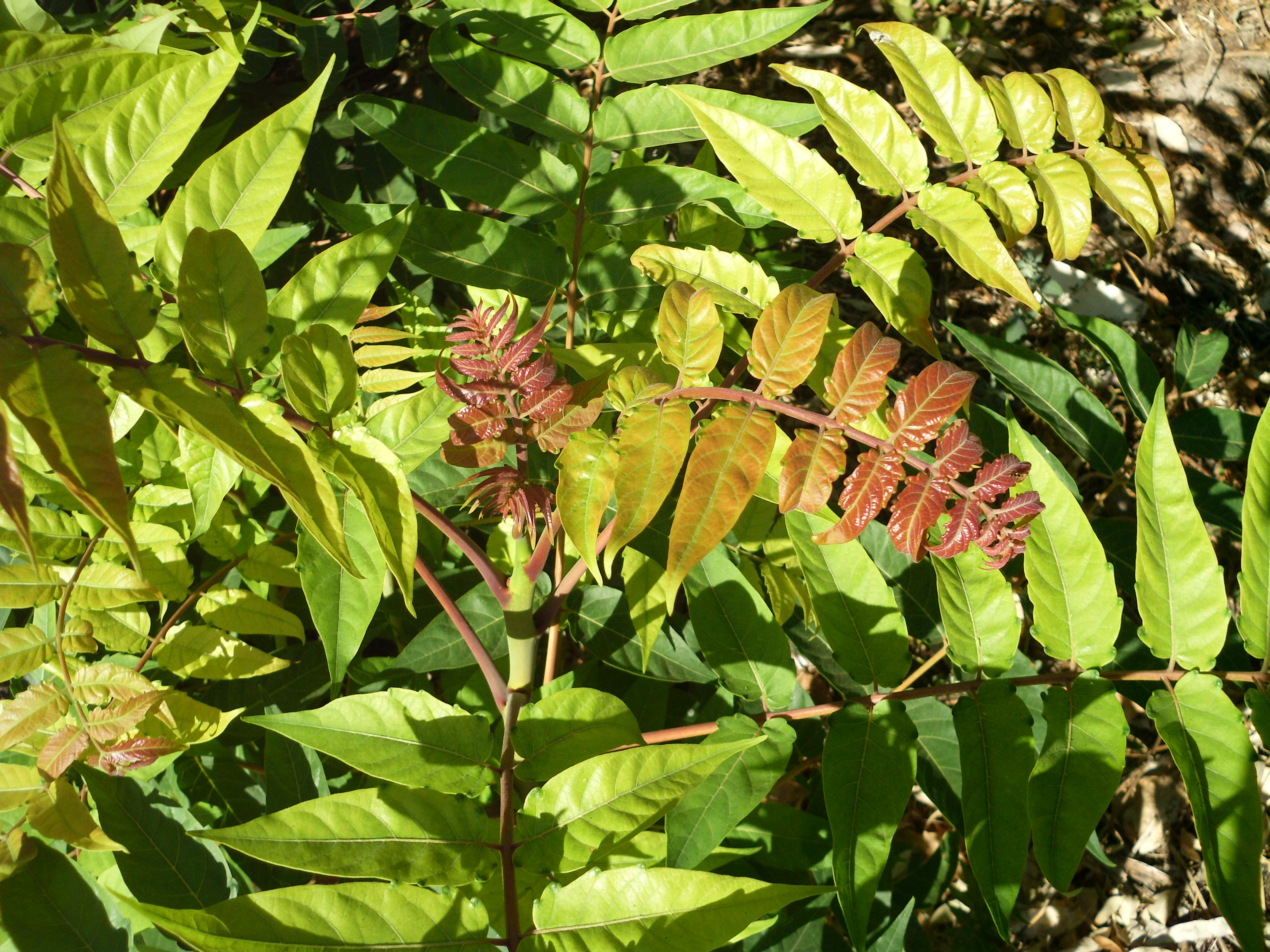 Onde Comprar Eucaliptos para Plantar em Portugal