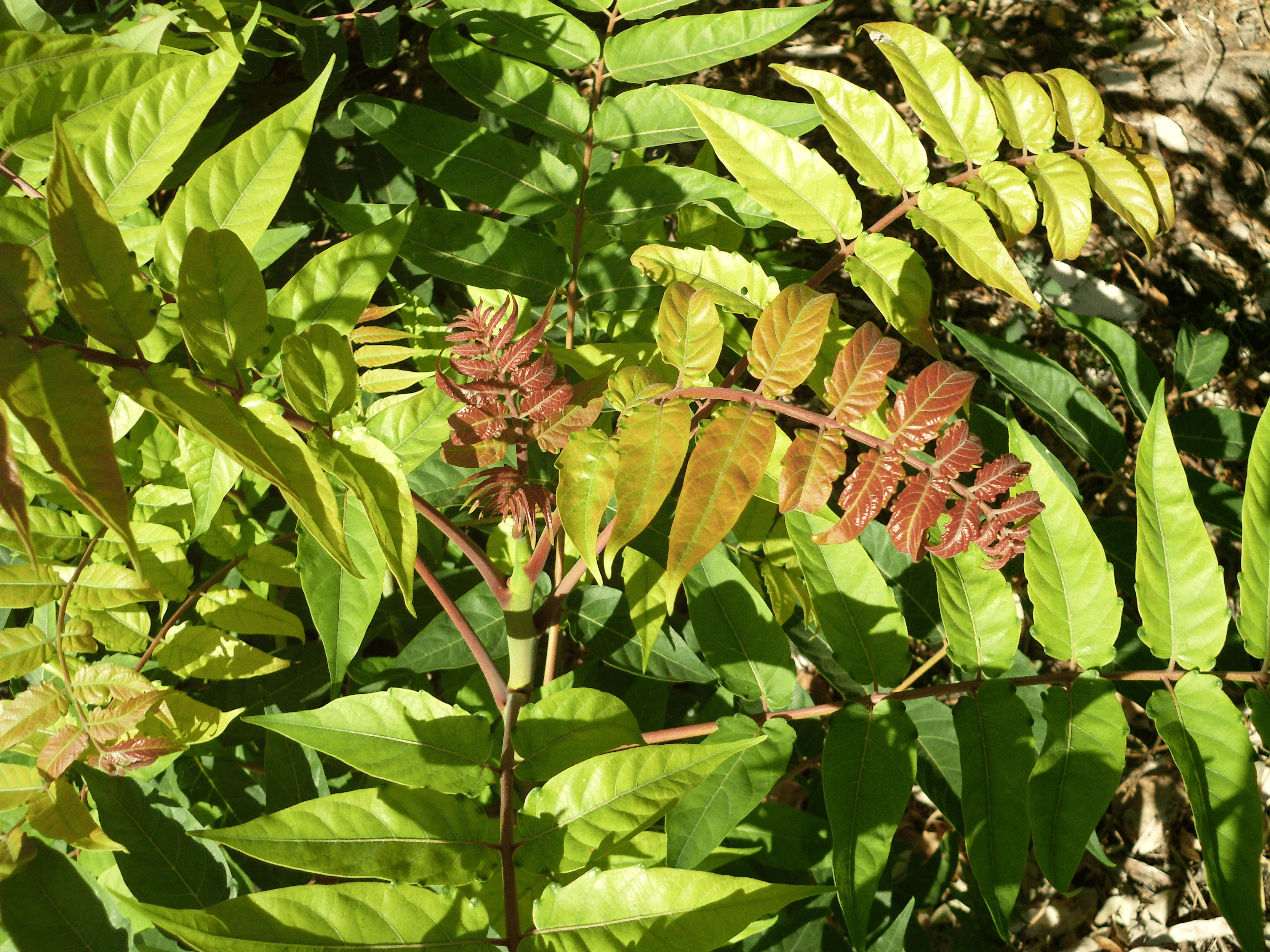 Onde Comprar Eucaliptos para Plantar em Portugal