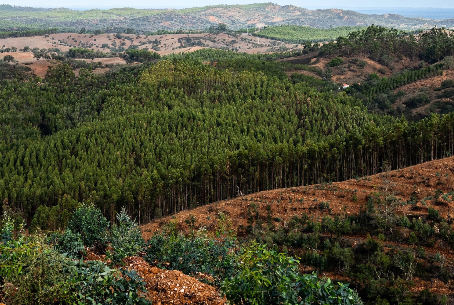 Arrendamento e Compra de Terrenos Florestais